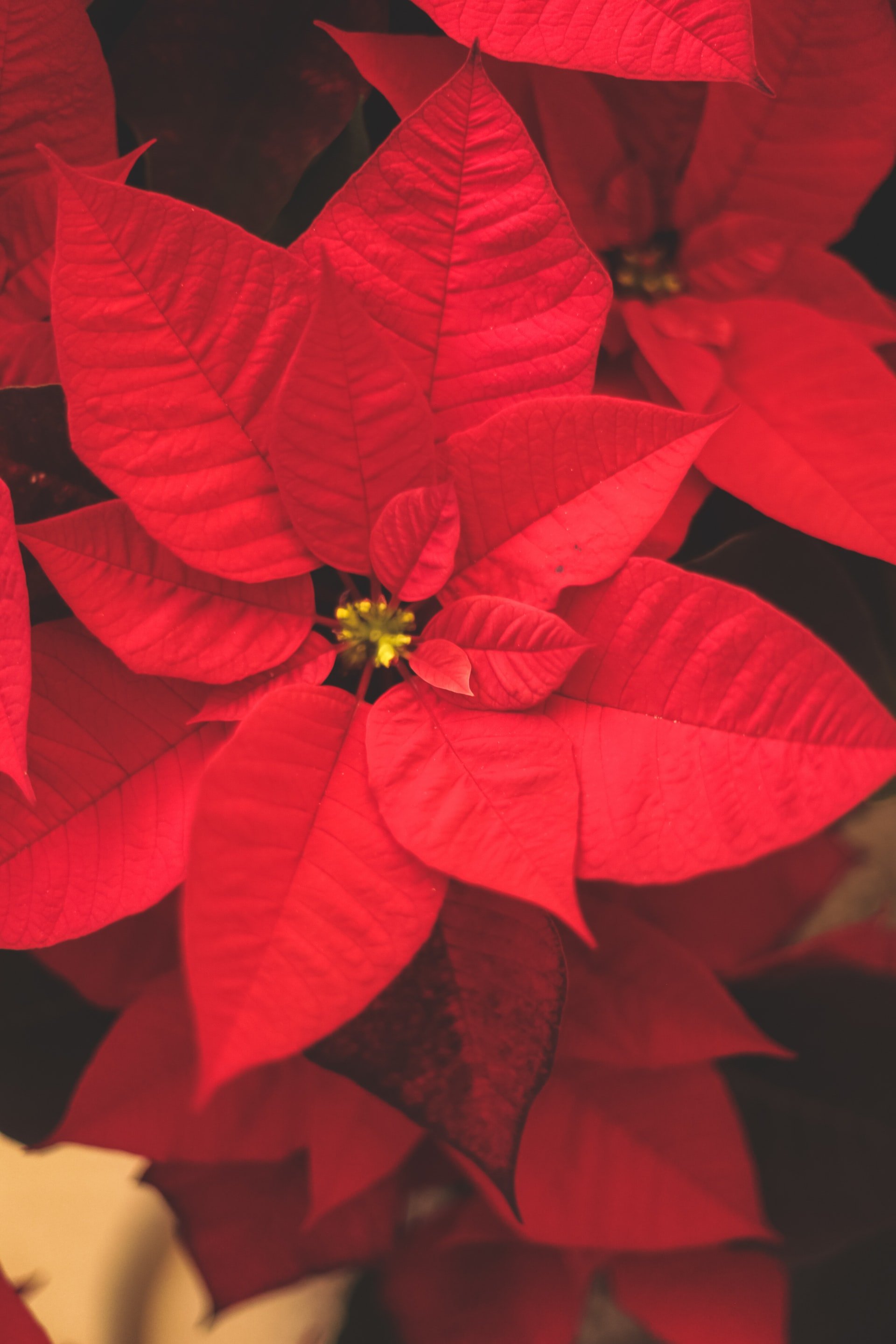 Poinsettia